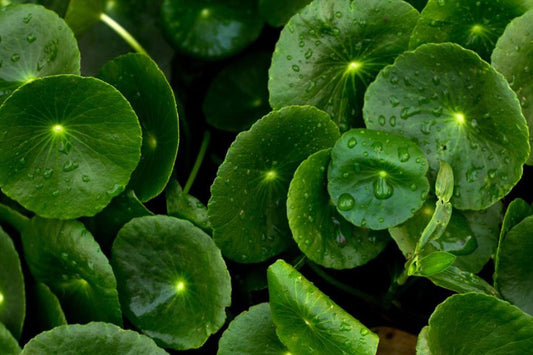The Definitive Guide to CICA (Centella Asiatica) for Skin: Unveiling Its Incredible Benefits